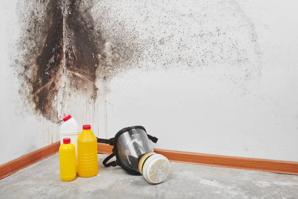 Home Mold Removal in Old Jefferson, LA