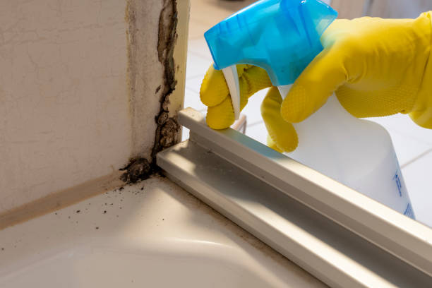 Best Attic Mold Removal  in Old Jefferson, LA