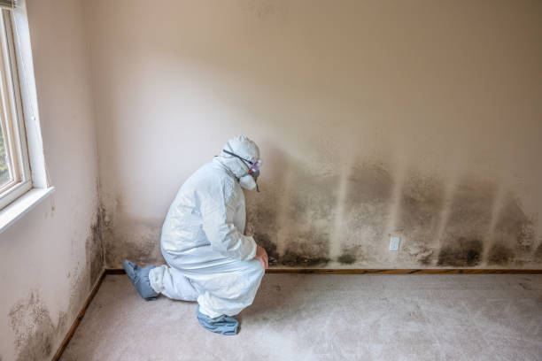 Best Certified Mold Removal  in Old Jefferson, LA