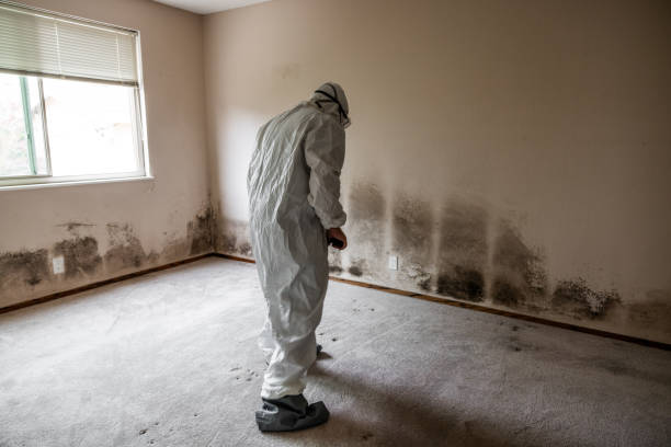 Mold Removal and Inspection in Old Jefferson, LA