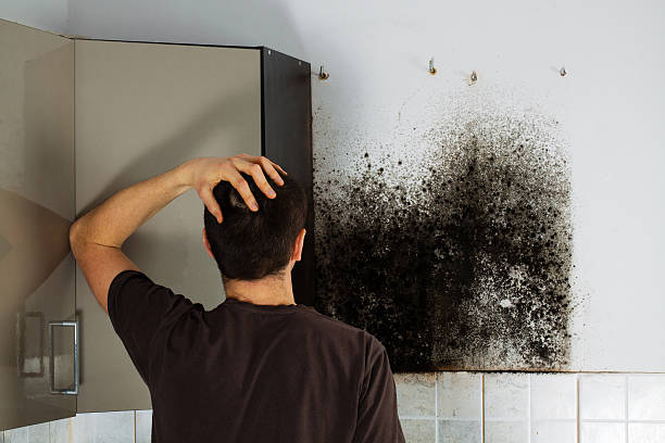 Best Commercial Mold Removal  in Old Jefferson, LA